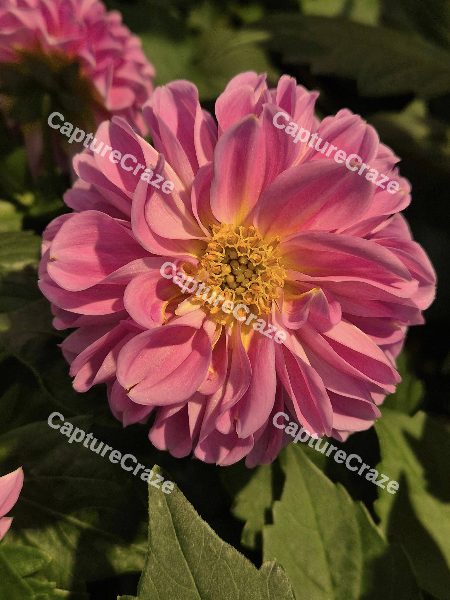 Pink Dahlia Flower